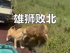 开云体育平台APP-雄狮不敌对手，败北后排名下滑的简单介绍